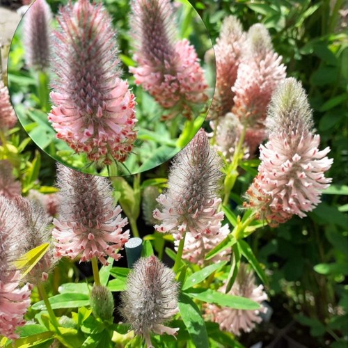 Trifolium rubens 'Peach Pink' - Purpurristik 'Peach Pink' P9/0,55L